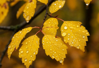 Осадки ожидаются в четверг в ряде регионов Казахстана